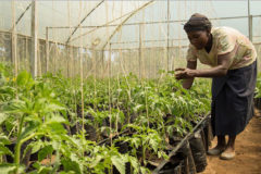 Image of farmer