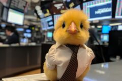 An AI-generated image of a chick wearing a shirt and tie on a desk at the floor of the New York Stock Exchange Courtesy: Midjourney. Created by user: @PirateAngel